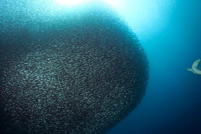 Oslob Whale Shark Snorkeling & Pescador & Sardine Run & Turtle - The Itinerary Breakdown
