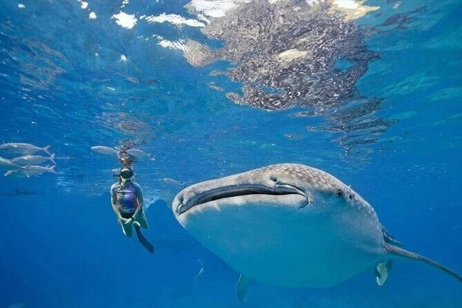 Oslob Whale Shark Snorkeling & Tumalog Falls with Osmeña Peak - Key Points