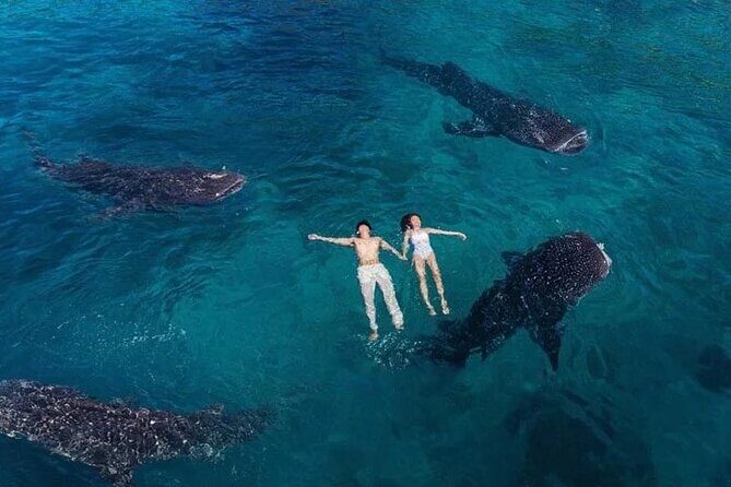 Oslob Whale Shark Snorkeling & Tumalog Falls with Osmeña Peak - Final Thoughts on Value and Suitability