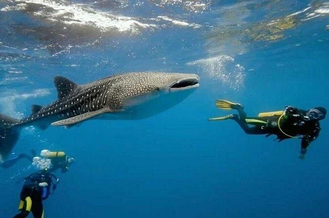 Oslob Whale Shark Snorkeling & Tumalog Falls with Osmeña Peak - FAQs