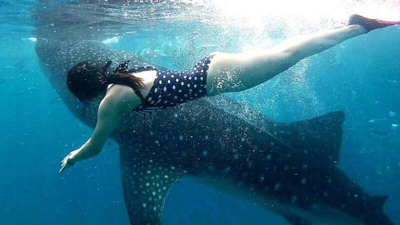 Oslob: Whale Shark Swim & Snorkeling Experience Tour - An Authentic Marine Adventure in Oslob