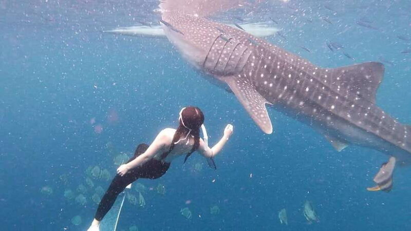 Oslob: Whale Shark Swim & Snorkeling Experience Tour - Scenic Complement: Tumalog Falls and Optional Extras