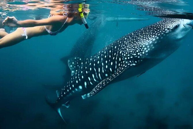 Oslob Whale Shark Swimming and Kawasan Falls Canyoneering - The Itinerary: Details and Expectations