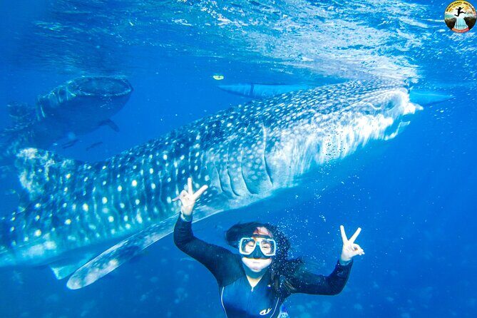 Oslob Whale Shark Swimming and Kawasan Falls Swimming Tour - Whats the Practical Value?