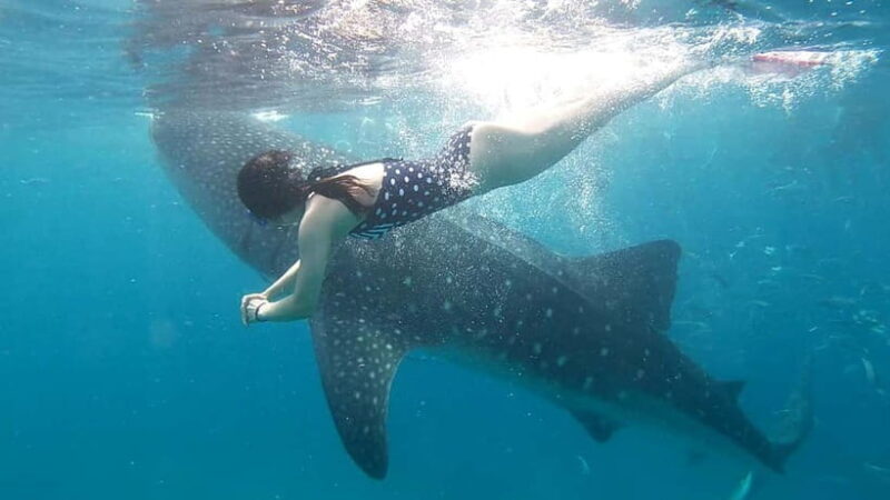 Oslob Whale Shark Swimming & Kawasan Falls Canyoneering - FAQ