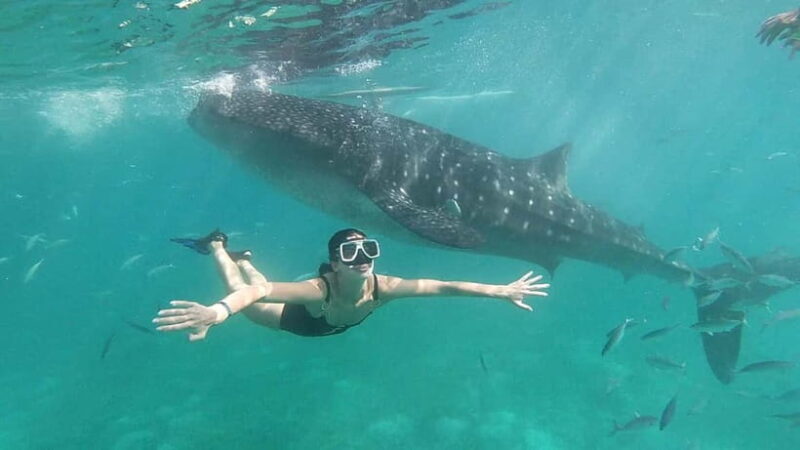 Oslob: Whale Shark Tour with Sumilon & Moalboal Snorkeling - The Experience in Detail: What to Expect