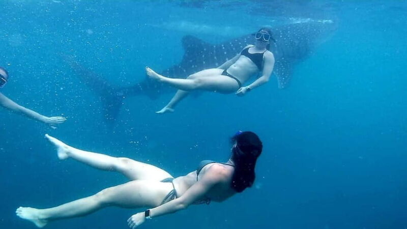 Oslob: Whale Shark Tour with Sumilon & Moalboal Snorkeling - The Sum Up