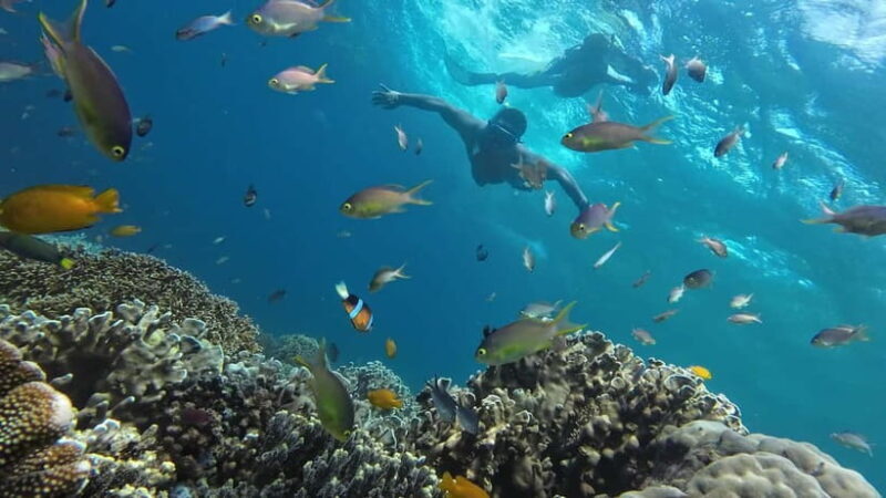 Oslob: Whale Shark Tour with Sumilon & Moalboal Snorkeling - FAQ