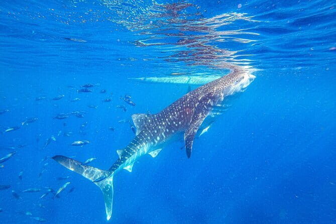 Oslob Whale Shark & Tumalog Waterfalls & Sumilon Sandbar - Key Points