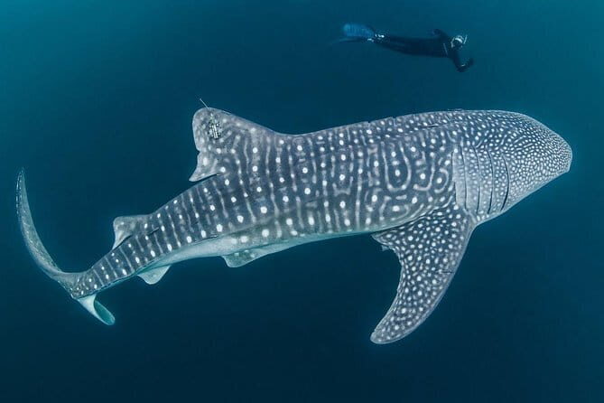 Oslob Whale Shark & Tumalog Waterfalls & Sumilon Sandbar - What’s Included and What’s Not