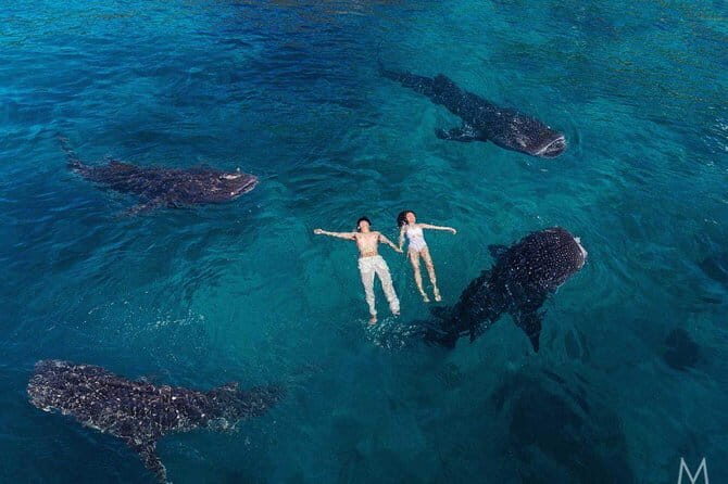Oslob Whale Shark & Tumalog Waterfalls & Sumilon Sandbar - Practical Tips and Considerations
