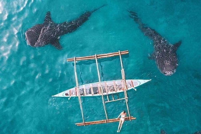 Oslob Whale Shark & Tumalog Waterfalls & Sumilon Sandbar - Authentic Traveler Feedback