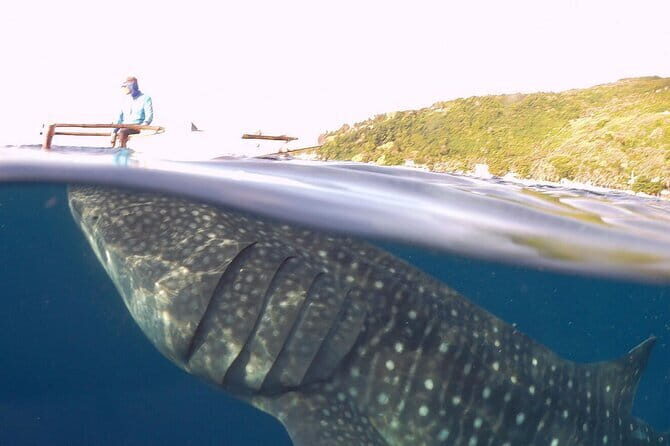 Oslob Whale Shark & Tumalog Waterfalls & Sumilon Sandbar - The Sum Up: Who Should Consider This Tour?