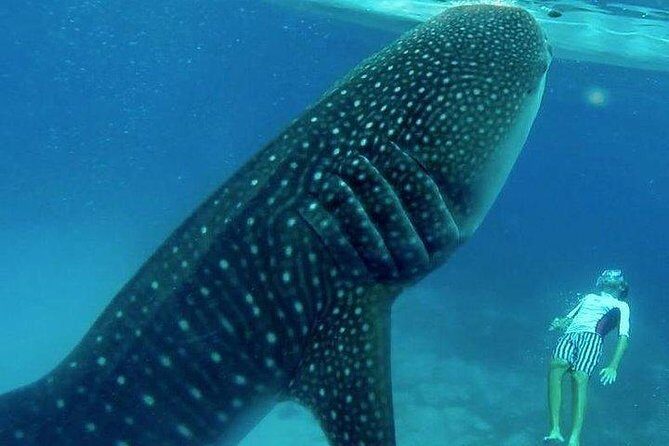 Oslob Whale Shark watching + Canyoneering Adventure Tour - An In-Depth Look at the Tour Experience