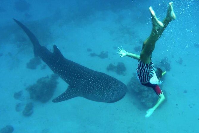 Oslob Whale Shark Watching - The Bottom Line: Is This Tour Right for You?