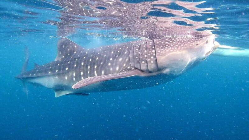 Oslob: Whale Sharks, Inambakan Falls & Moalboal Sardines - Key Points