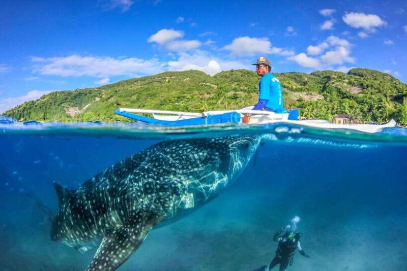Oslob: Whale Sharks, Tumalog Falls, & Monkey Sanctuary Tour - An Honest Look at the Tour Experience