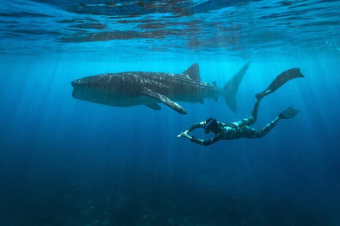 Oslob Whaleshark and Kawasan Falls Tour - Oslob Whaleshark and Kawasan Falls Tour: A Thrilling Day in Cebu