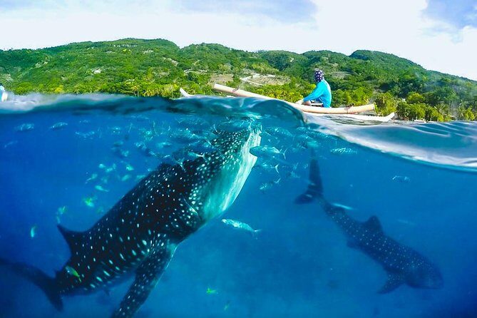Oslob Whaleshark and Kawasan Falls Tour - Key Points