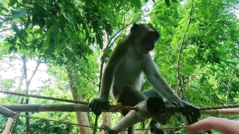 Oslob: Whaleshark Watching, Sumilon Island & Monkey Viewing - The Experience Breakdown: What You Can Expect