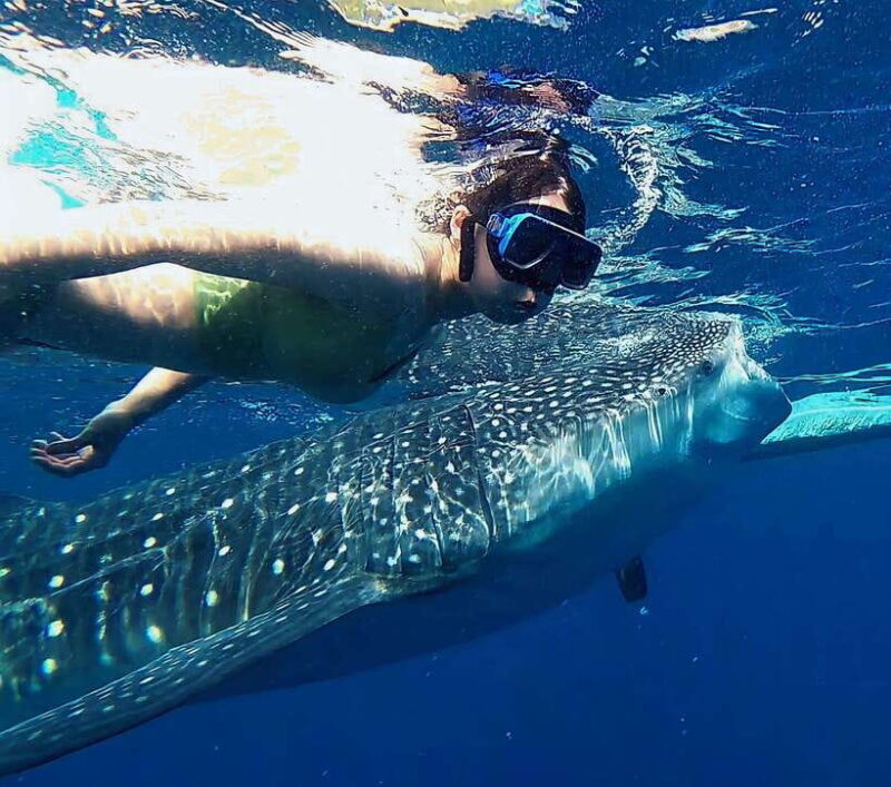 Oslob: Whaleshark Watching, Tumalog Falls & Sumilon Island - Practical Tips and Considerations
