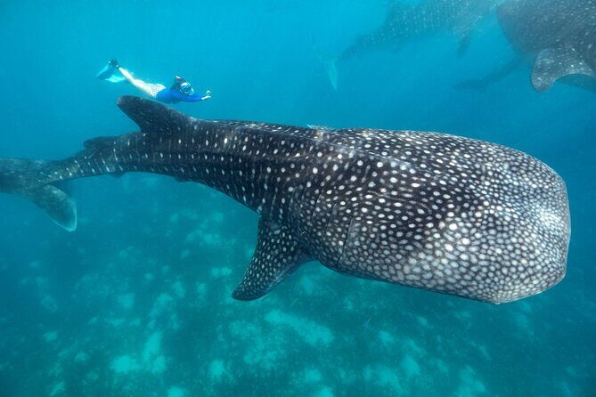 Oslob Whaleshark with Sumilon Island - An In-Depth Look at the Tour Experience