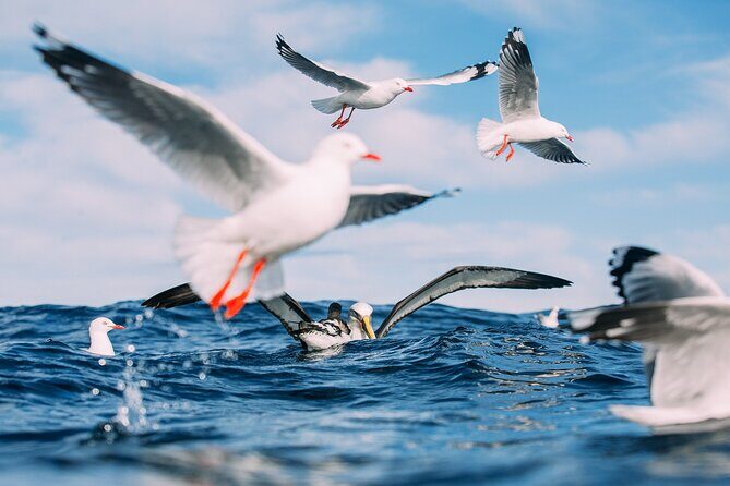 Otago Harbour Wildlife Cruise (Dunedin Shore Excursion) - Who Will Appreciate This Tour?