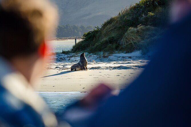Otago Harbour Wildlife Cruise (Dunedin Shore Excursion) - FAQ