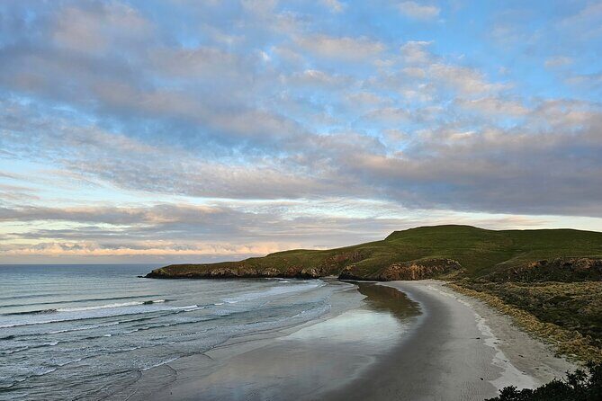 Otago Peninsula In-Depth Tour & Blue Penguins Pukekura Experience - FAQ