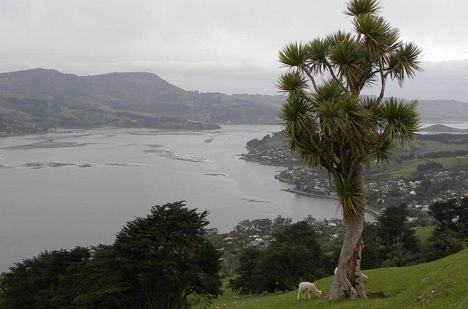 Otago Peninsula Tour and Larnach Castle City Sights (min 4 ) - Introduction and Overall Impression