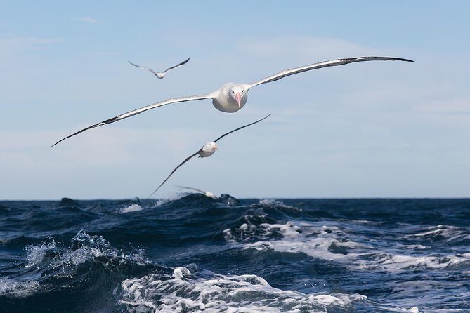 Otago Peninsula Wildlife Cruise with Monarch - Key Points