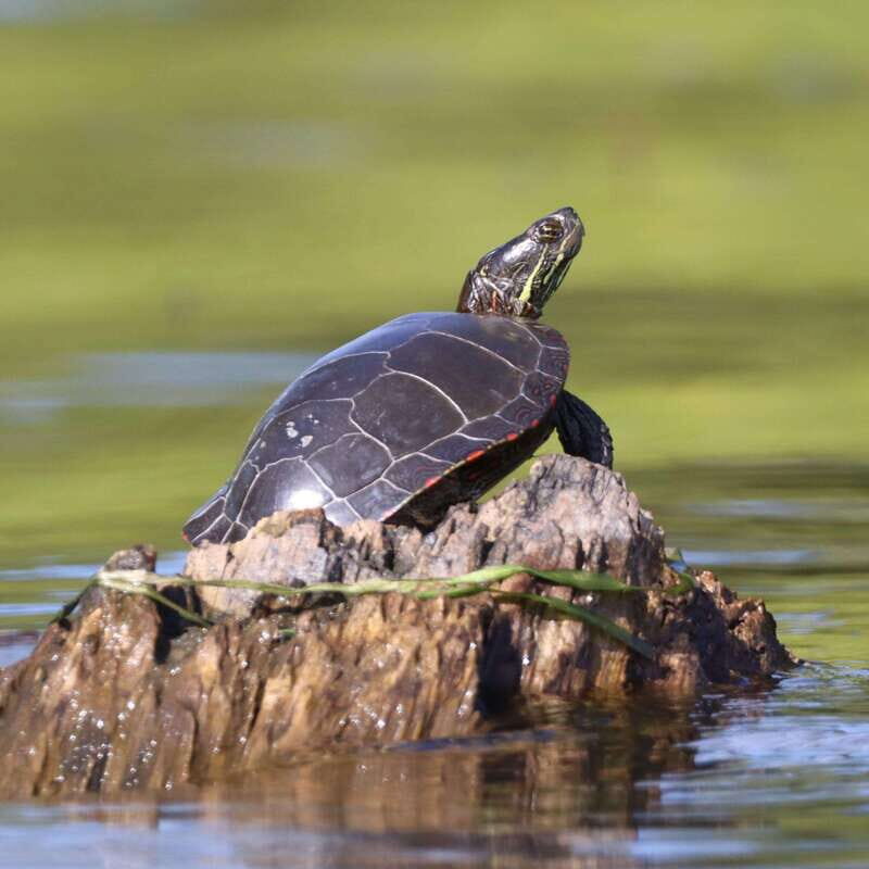 Ottawa: Ecological Reserve Kayak Tour with Turtle Sightings - A Practical Guide to the Ottawa Ecological Reserve Kayak Tour
