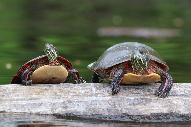 Ottawa Ecological Reserve Kayak Tour with TURTLE Sightings - Frequently Asked Questions