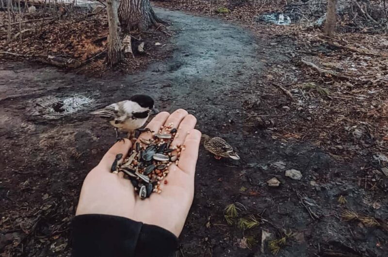 Ottawa: Guided Nature Walk & Wildlife Tour with Hotel Pickup - The Itinerary in Detail