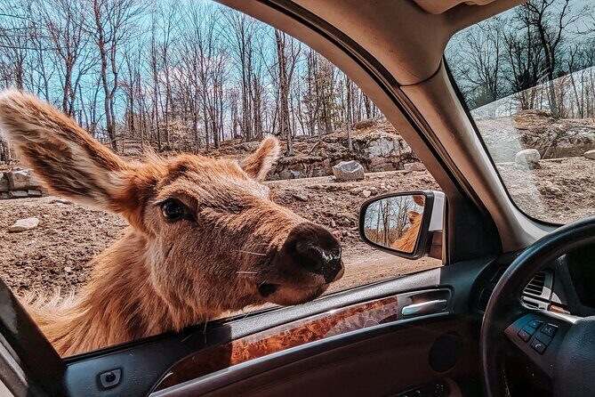 Ottawa Parc Omega Private Tour with Hotel Transfer - Introducing the Ottawa Parc Omega Private Tour – A Close Encounter with Canadian Wildlife