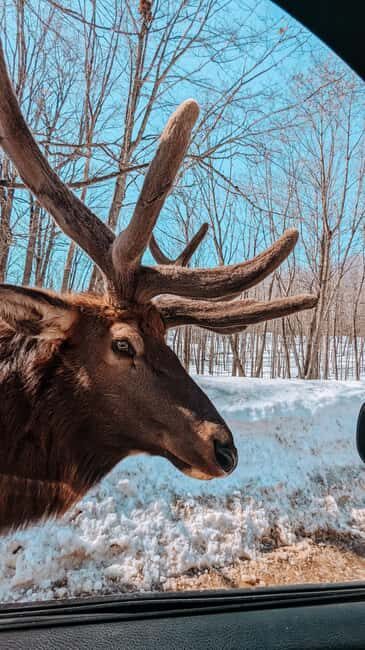Ottawa: Private Wildlife Adventure Safari in Parc Omega - Key Points