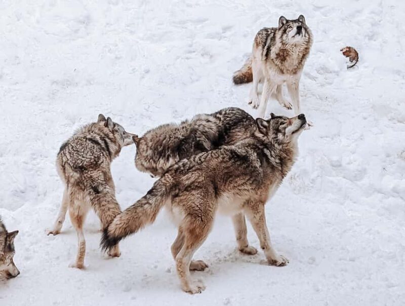 Ottawa: Private Wildlife Adventure Safari in Parc Omega - Frequently Asked Questions