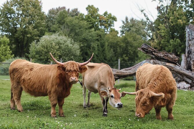 Ottawa Valleyview Little Animal Farm Tour - A Detailed Look at the Valleyview Little Animal Farm Experience