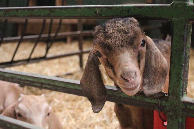 Ottawa Valleyview Little Animal Farm Tour - Final Thoughts: Who Will Love This Experience?