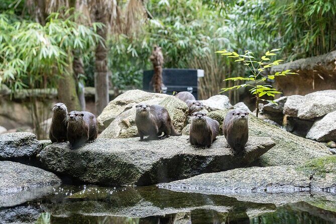 Otter Experience at Melbourne Zoo - excl. entry - A Detailed Look at the Otter Experience