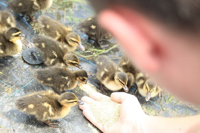 Ouchijuku 6hr Private Tour with Government Licensed Guide - The Sum Up: A Worthwhile Cultural Escape