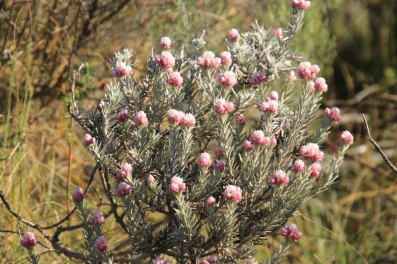 Oudtshoorn: Half-Day Swartberg Pass Private Guided Tour - Oudtshoorn: Half-Day Swartberg Pass Private Guided Tour — A Deep Dive into One of South Africa’s Most Spectacular Landscapes