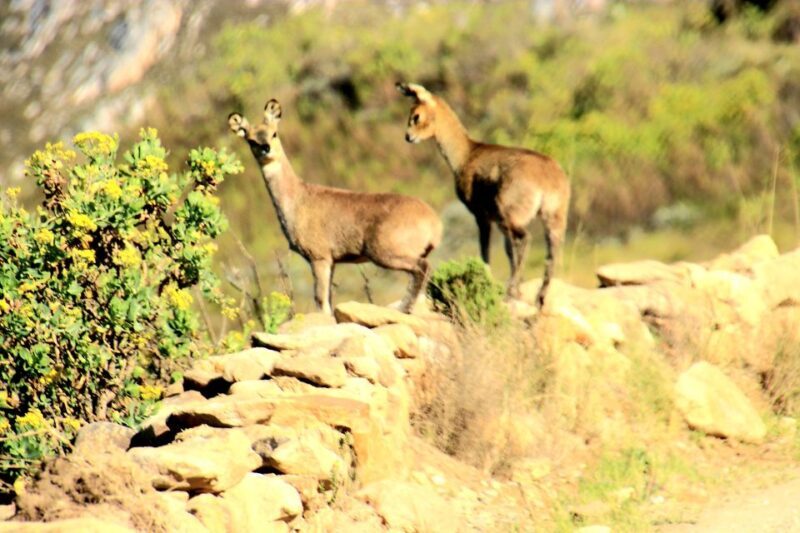 Oudtshoorn: Half-Day Swartberg Pass Private Guided Tour - Key Points