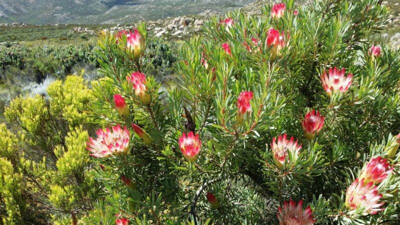 Oudtshoorn: Half-Day Swartberg Pass Private Guided Tour - FAQ