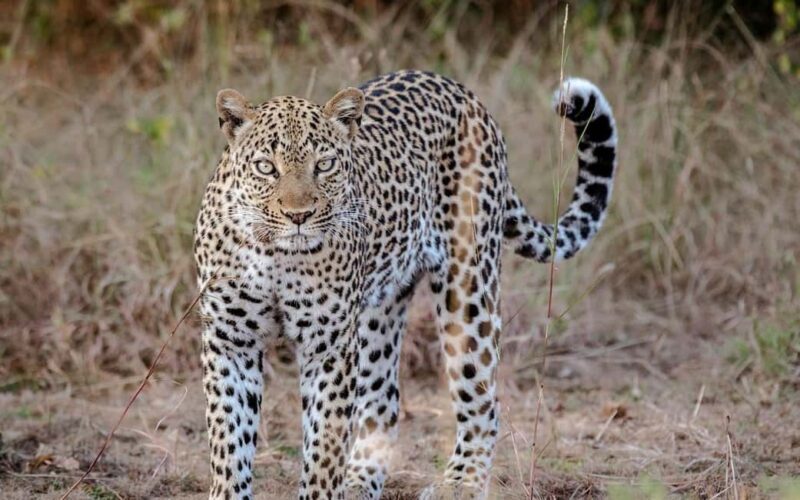 Our Top-Best 3-day Tanzania Joining Group Safari - Key Points
