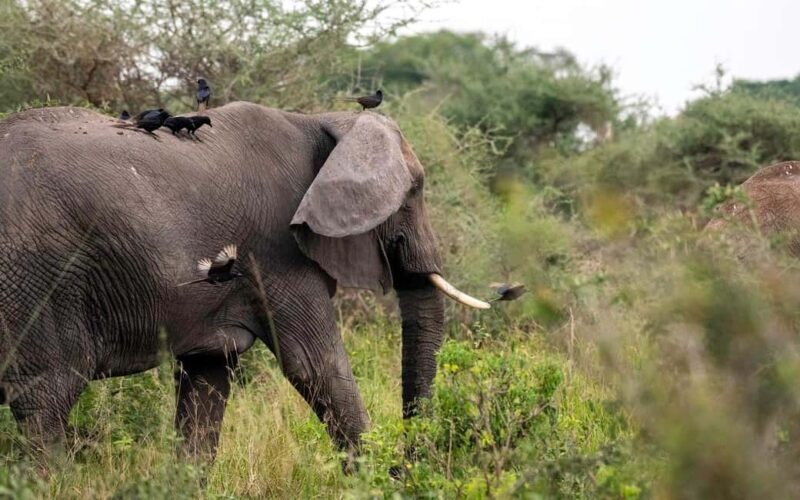 Our Top-Best 3-day Tanzania Joining Group Safari - A Practical Guide to This 3-Day Tanzania Safari