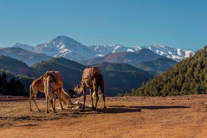 Ourika Valley : Atlas Mountains Day Trip from Marrakech - Who Should Take This Tour?