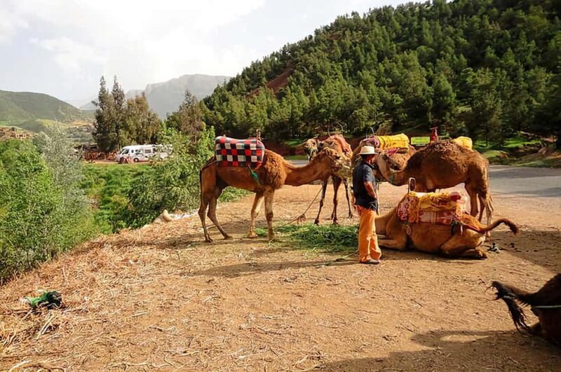 Ourika Valley, Atlas Mountains, Waterfalls & Guided Tour - Practical Details and Tour Logistics