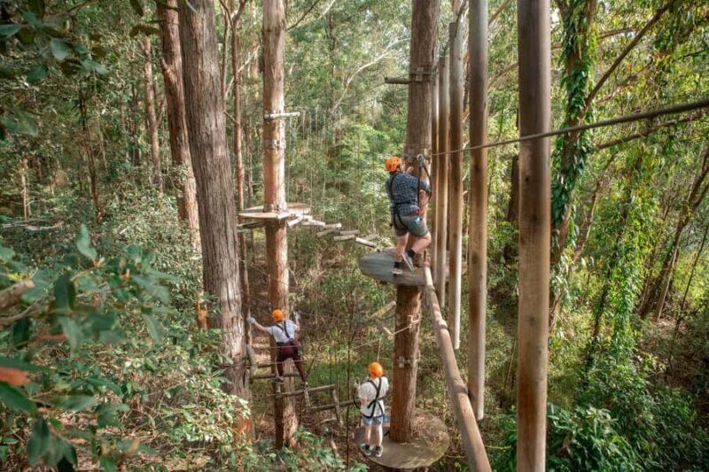 Ourimbah: Central Coast Treetops Adventure Tree Ropes Course - A Closer Look at the Adventure