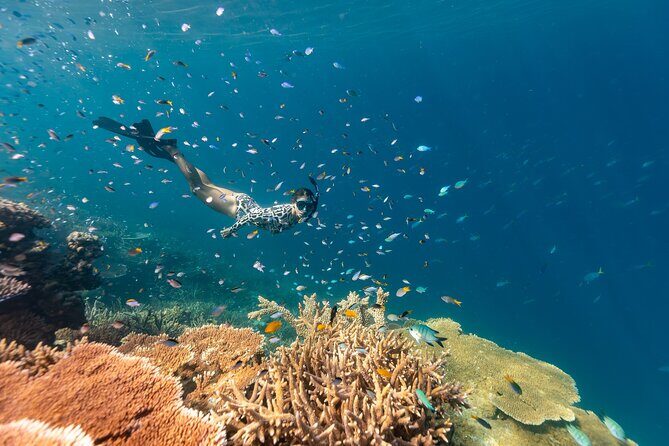 Outer Great Barrier Reef Snorkel Adventure in Airlie Beach - The Sum Up: Who Will Love This Trip?